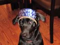 Goldens - 4 Year old birthday